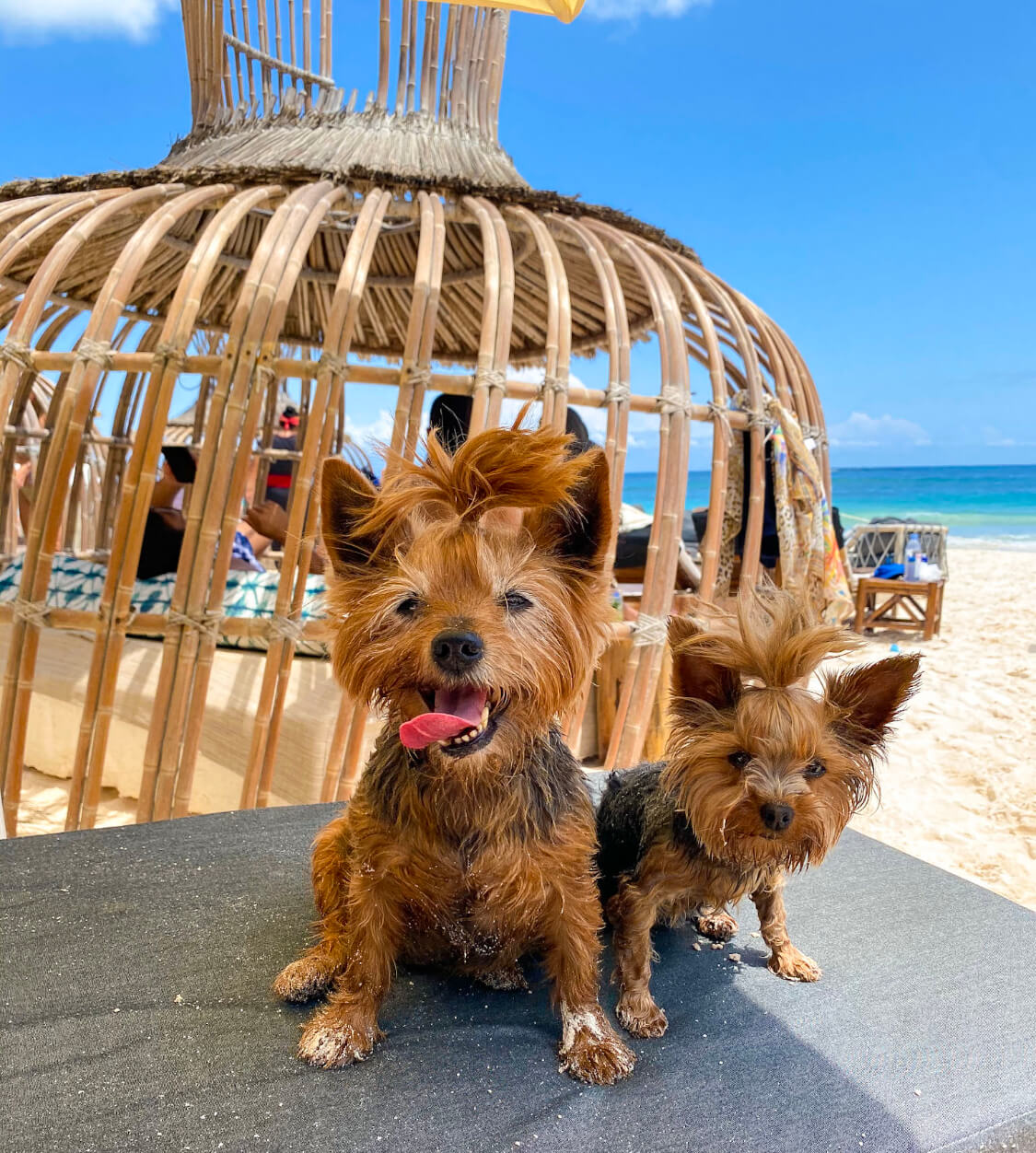 The Best Garden Restaurants in Tulum to Visit With Your Dog