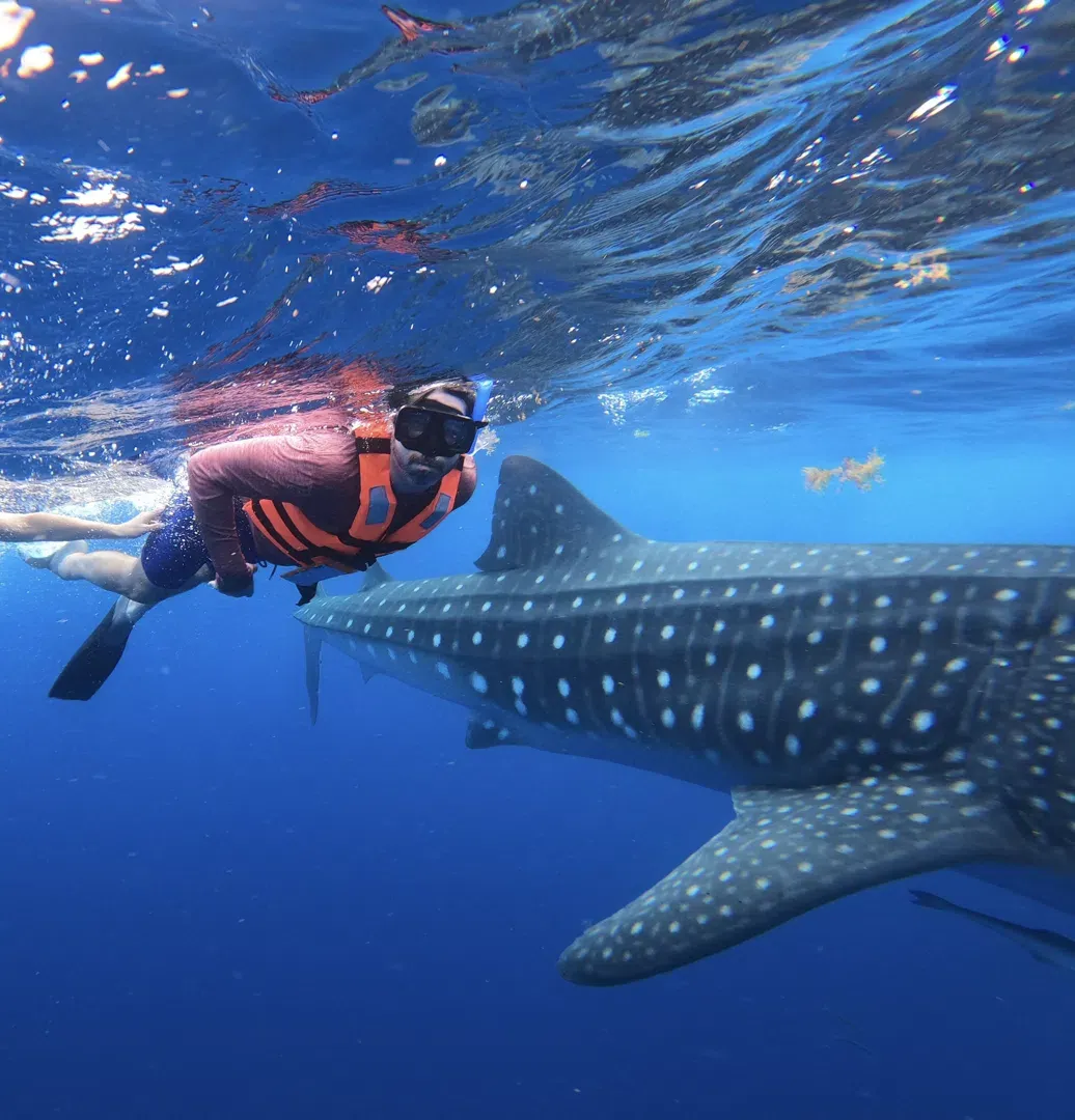 Swimming with Whale Sharks from Tulum An Adventure Worth Waking Up Early For